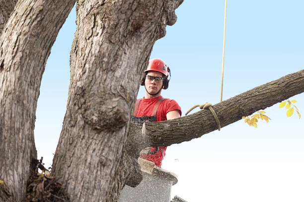 Best Stump Grinding and Removal  in Monfort Heights, OH